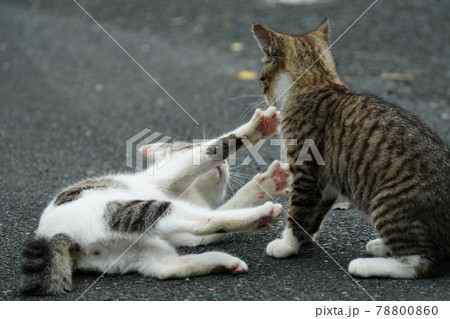 可愛い野良猫の子猫達が親離れまでの僅かな時を過ごす 可愛い野良猫の子猫達が親離れまでの僅かな時を過ごす 78800860