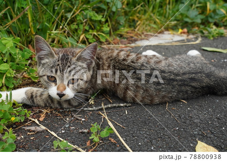 可愛い野良猫の子猫達が親離れまでの僅かな時を過ごす 78800938