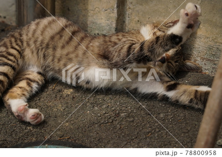 可愛い野良猫の子猫達が親離れまでの僅かな時を過ごす 可愛い野良猫の子猫達が親離れまでの僅かな時を過ごす 78800958