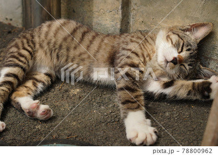 可愛い野良猫の子猫達が親離れまでの僅かな時を過ごす 可愛い野良猫の子猫達が親離れまでの僅かな時を過ごす 78800962