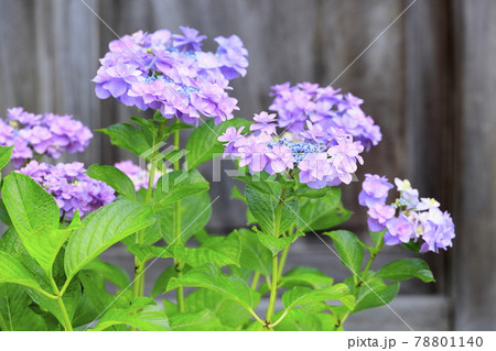 救馬渓観音曼荼羅あじさい園 78801140