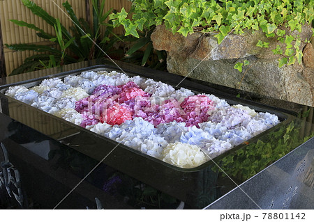 救馬渓観音曼荼羅あじさい園 78801142