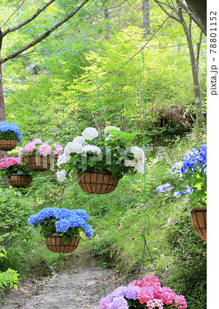 救馬渓観音曼荼羅あじさい園 78801152