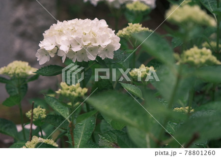 本土寺の美しい紫陽花 78801260