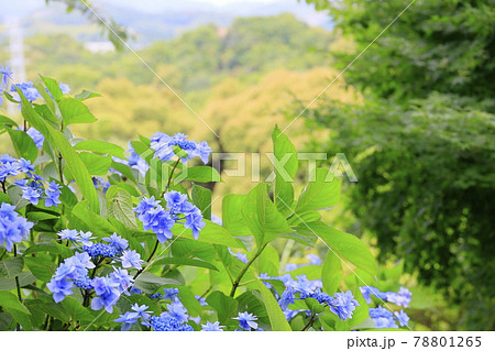 救馬渓観音曼荼羅あじさい園 78801265