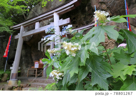 救馬渓観音曼荼羅あじさい園 78801267