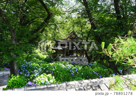 6月　川崎205長尾山妙楽寺(あじさい寺)鐘楼と紫陽花 78801278
