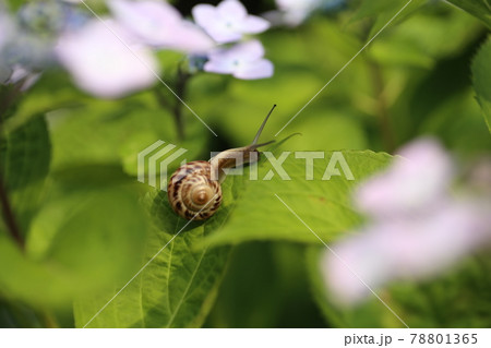 鮮やかに咲いたアジサイとカタツムリの写真素材