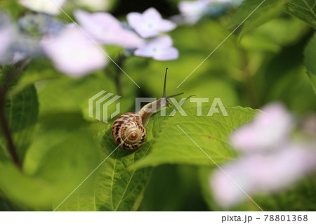 鮮やかに咲いたアジサイとカタツムリ 78801368