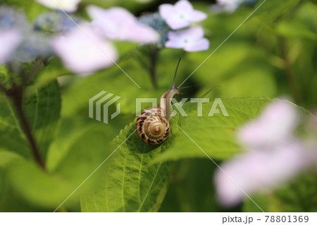 鮮やかに咲いたアジサイとカタツムリ 78801369