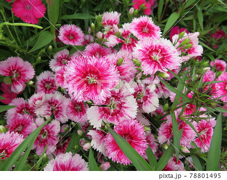 ピンクと白のしぼりのナデシコの花 ピンクと白のしぼりのナデシコの花 78801495