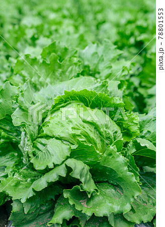 高原野菜　塩尻市洗馬のレタス畑 78801553