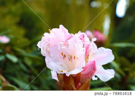 Close-up on blooming rhododendron in the park. 78801618