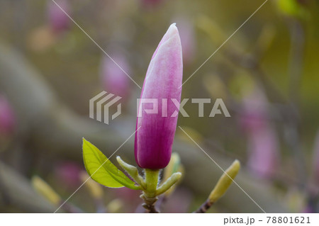 Close-up on a magnolia flower on a branch in the park. 78801621