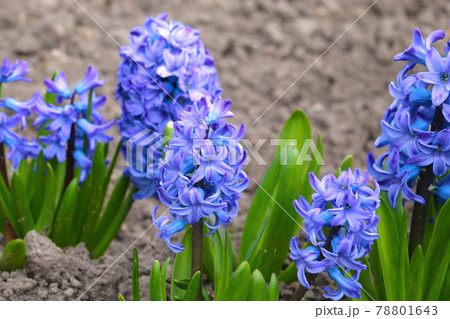 View of a beautiful blooming hyacinth in the park in spring. View of a beautiful blooming hyacinth in the park in spring. 78801643