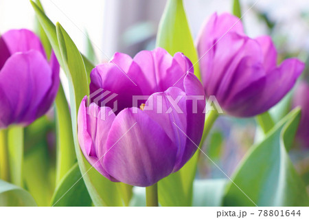 Beautiful bouquet of fresh fragrant purple tulips. 78801644