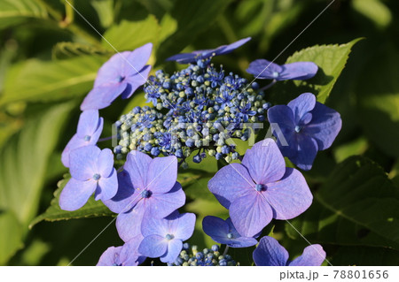 鮮やかな色の、ガクアジサイの花 78801656