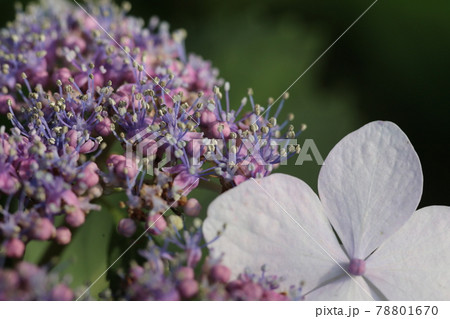 鮮やかな色の、ガクアジサイの花 78801670