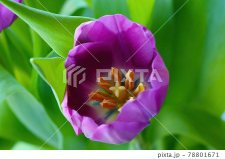 Close-up on a blooming tulip in the park. The fragrant smell of blooming flowers in the garden in spring. 78801671