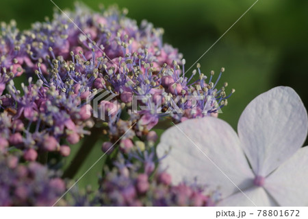 鮮やかな色の、ガクアジサイの花 78801672