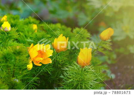 Adonis or adonis is a genus of plants in the Buttercup family. In annual and perennial grasses, common in Europe and non-hot regions of Asia. 78801673