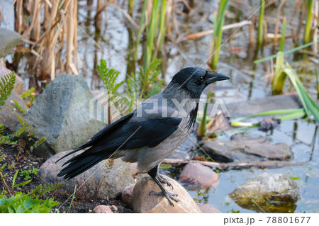 Close-up of a black crow standing on a stone by the water. Close-up of a black crow standing on a stone by the water. 78801677