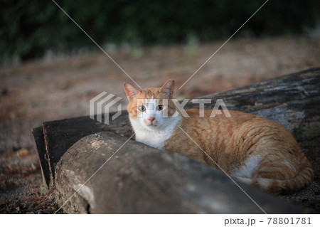 猫 動物 屋外 78801781