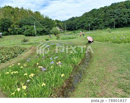 観光アヤメ園 78801837