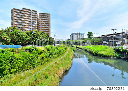 門樋橋／芝川より下流方面を望む(埼玉県川口市)【2021.6】 78802221