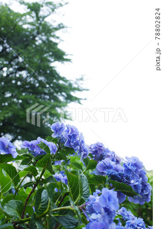 アジサイ(紫陽花)・6月の雨の日 アジサイ(紫陽花)・6月の雨の日 78802824