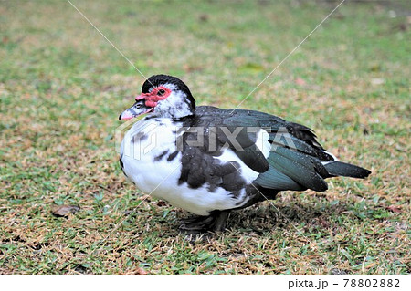 バリケン 78802882