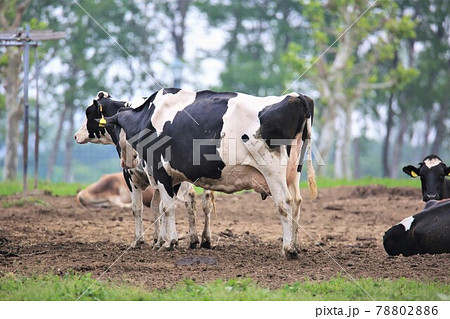 ホルスタイン 78802886