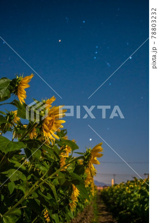 夜空に咲く向日葵 78803232