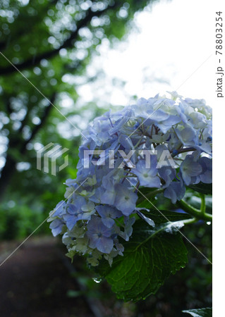 アジサイ(紫陽花)・6月の雨の日 アジサイ(紫陽花)・6月の雨の日 78803254