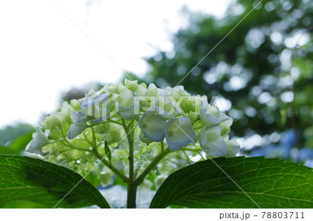 アジサイ（紫陽花）・6月の雨の日 78803711