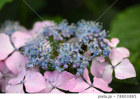 千葉県香取郡多古町 日本寺の紫陽花 78803885