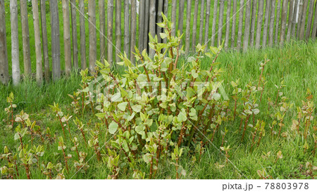 Gatecrasher flowers knotweed Japanese, invasive expansive species of dangerous plants leaf, village house path way stems leaves Asia Reynoutria Fallopia japonica intruder neophyte calamity Gatecrasher flowers knotweed Japanese, invasive expansive species of dangerous plants leaf, village house path way stems leaves Asia Reynoutria Fallopia japonica intruder neophyte calamity 78803978