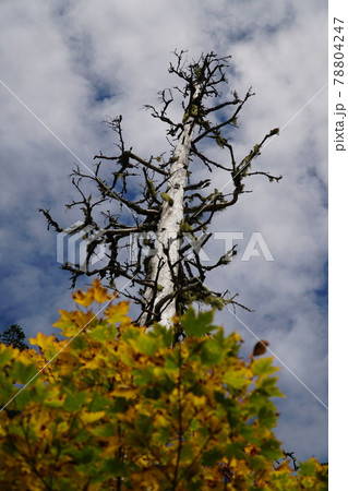 枯れてもなお天空を指すオオシラビソ 78804247
