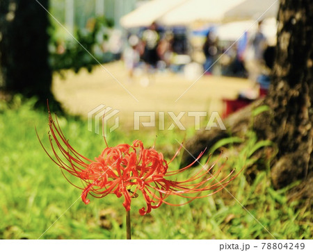 ヒガンバナの向こうは運動会 78804249