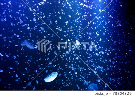 加茂水族館の直径5メートルの水槽で泳ぐミズクラゲ 加茂水族館の直径5メートルの水槽で泳ぐミズクラゲ 78804329