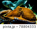 加茂水族館の水槽に佇むミズダコ 78804333