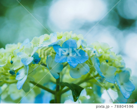 アジサイ(紫陽花)・6月の雨の日 アジサイ(紫陽花)・6月の雨の日 78804596