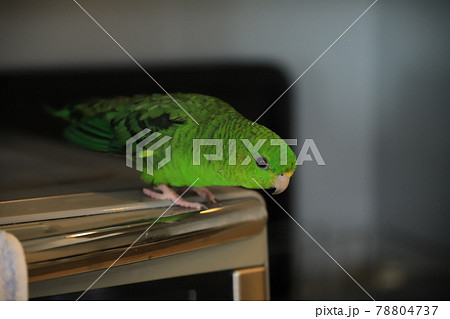 家電の上にいるサザナミインコ 家電の上にいるサザナミインコ 78804737