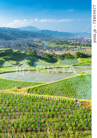 《長野県》姨捨の棚田・田植えシーズン 《長野県》姨捨の棚田・田植えシーズン 78804977