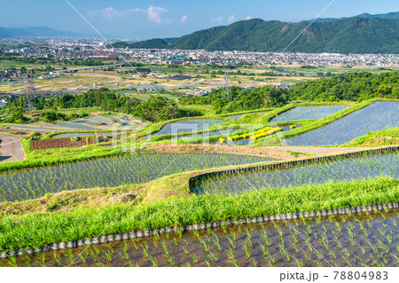 《長野県》姨捨の棚田・田植えシーズン 78804983