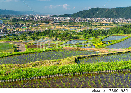 《長野県》姨捨の棚田・田植えシーズン 《長野県》姨捨の棚田・田植えシーズン 78804986
