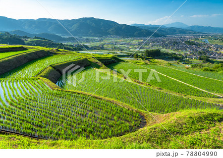 《長野県》姨捨の棚田・田植えシーズン 78804990