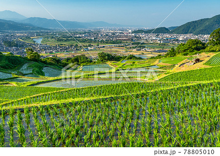 《長野県》姨捨の棚田・田植えシーズン 78805010