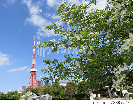 芝公園の白いハナミズキ越しに見える東京タワー 芝公園の白いハナミズキ越しに見える東京タワー 78805278