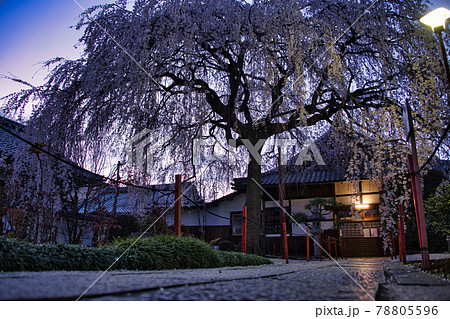京都　本満寺の桜2021 78805596